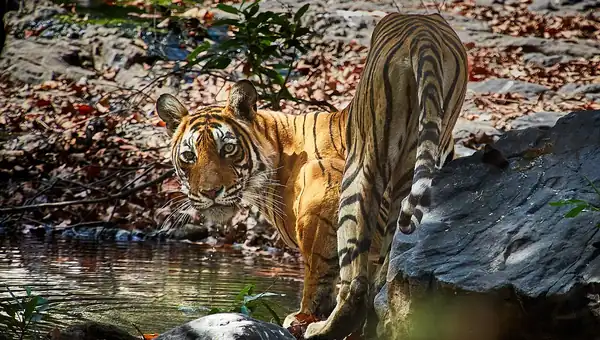 Environment and Ecology