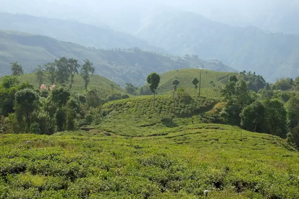 Tea gardens of Darjeeling; Darjeeling tea was India's first GI-tagged product