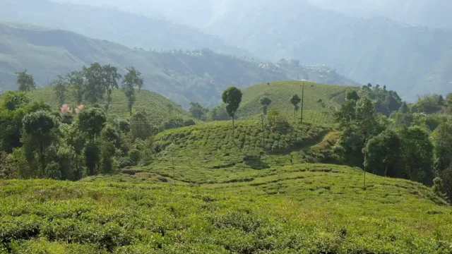 Tea gardens of Darjeeling; Darjeeling tea was India's first GI-tagged product