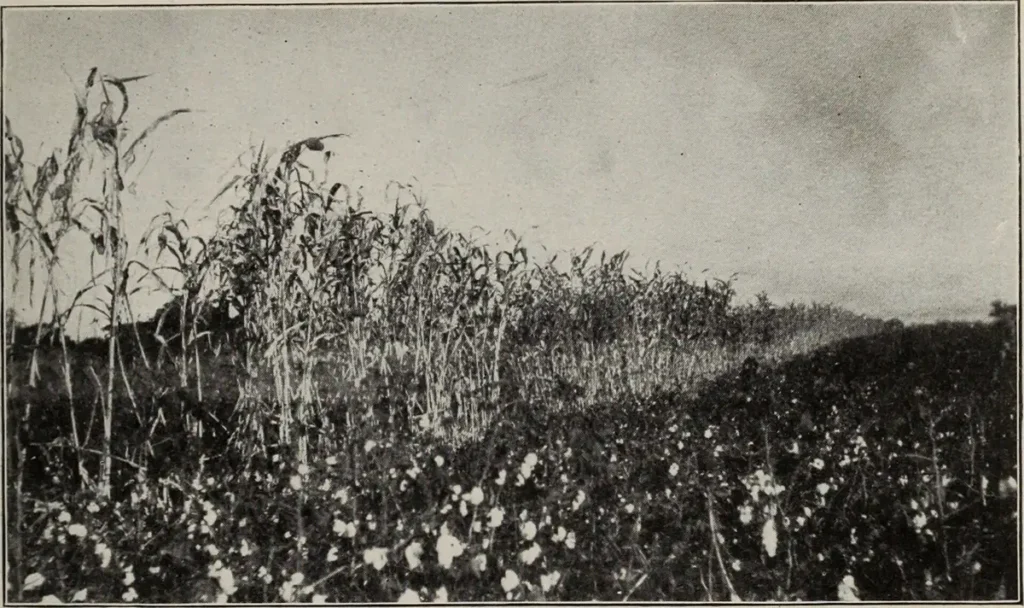 Indian cotton