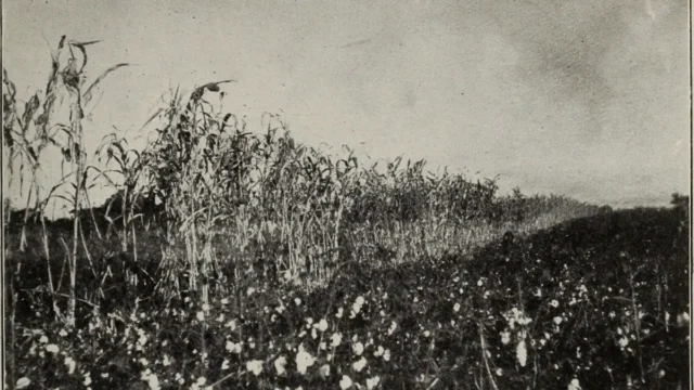 Indian cotton