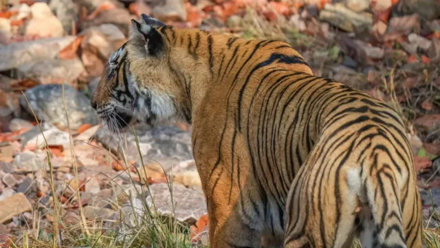 080 Bengal tiger in Ranthambore National Park Photo by Giles Laurent