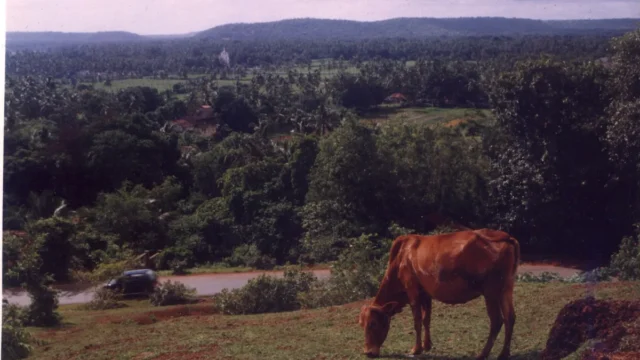 Grazing on the hillock. Village scenes. Saligao village. Bardez, Goa, India.