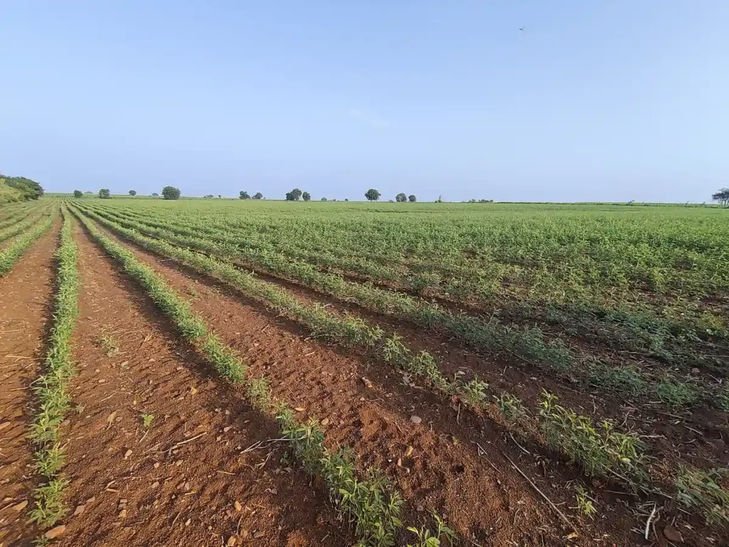 Pigeon Pea field in Andhra Pradesh