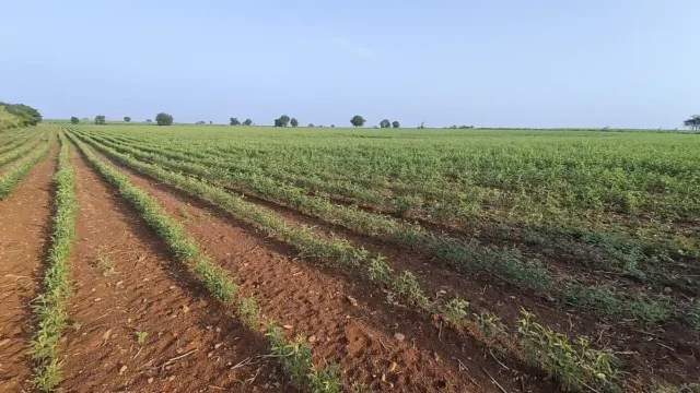 Pigeon Pea field in Andhra Pradesh