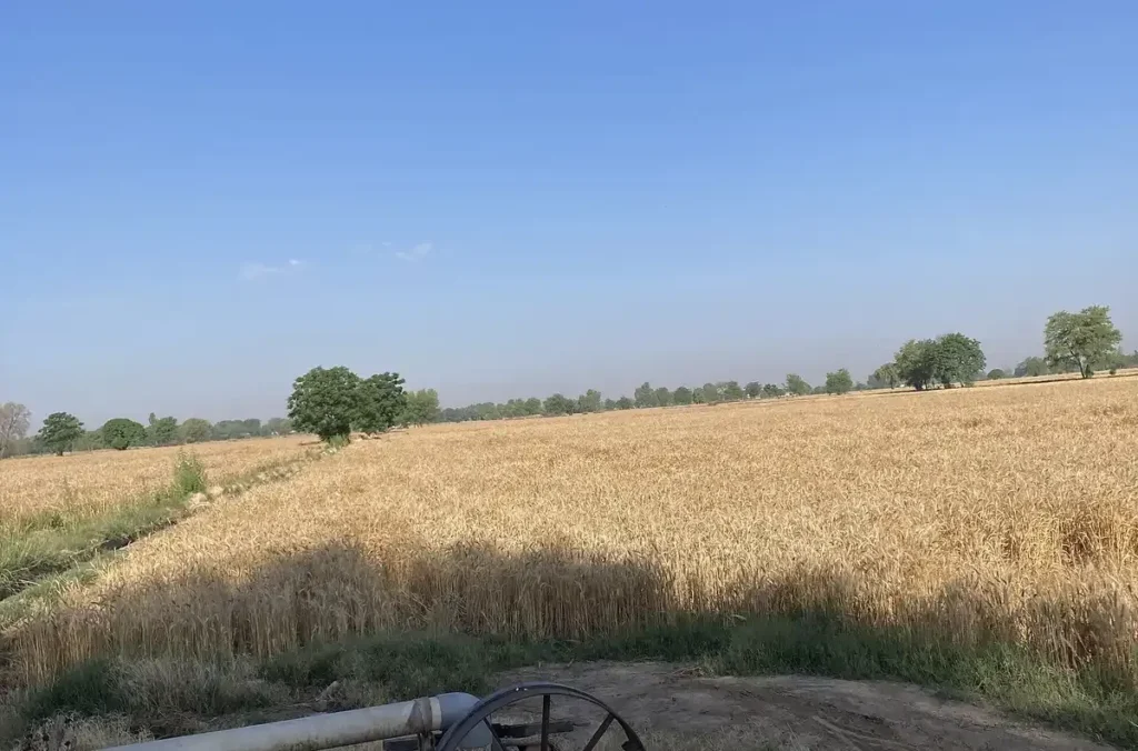 Ripe crop fields at harvest time in India