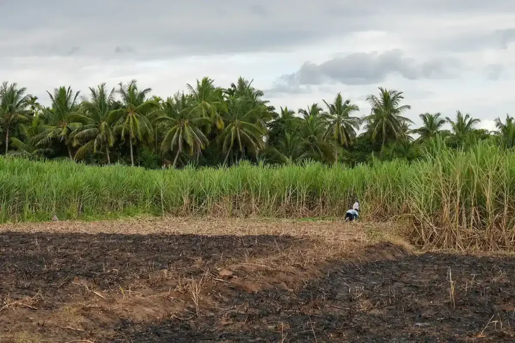 Farm workers harvesting sugarcane in Karnataka