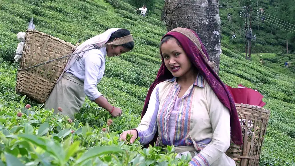 Women plucking tea leaves at a tea estate in Darjeeling, West Bengal