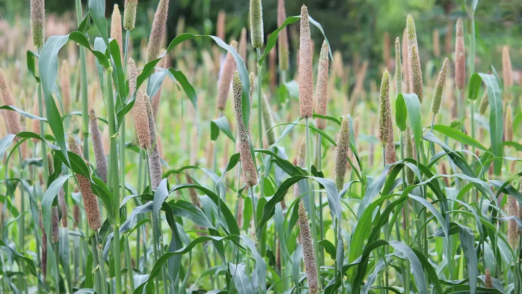 Pearl millet (bajra) plants with ripening ear heads standing in a field