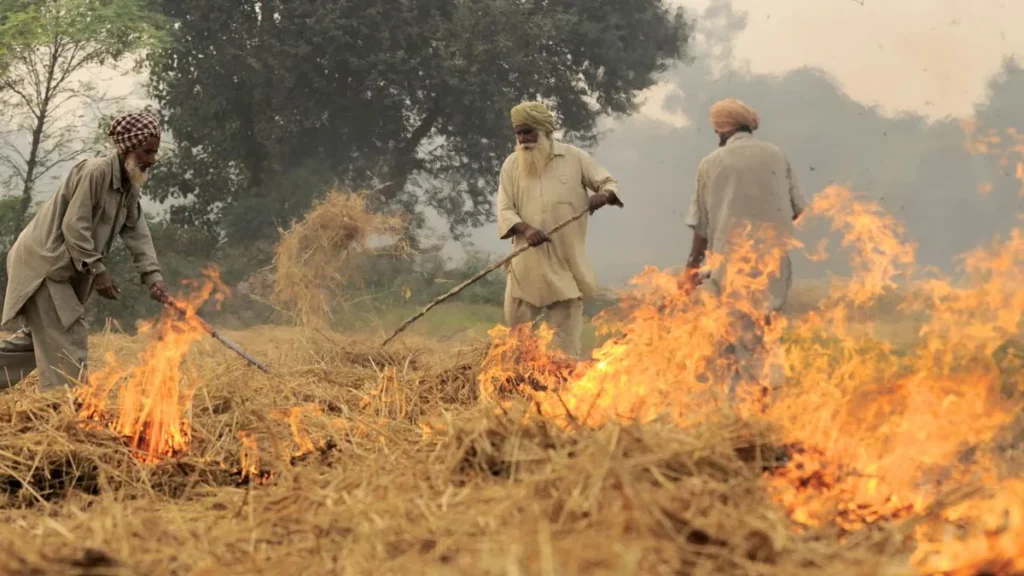 Farmers burn paddy stubble in a harvested rice field in Punjab before sowing wheat