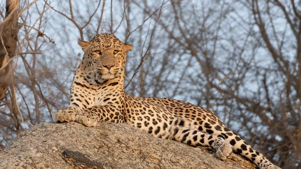 An Indian leopard resting on a rock