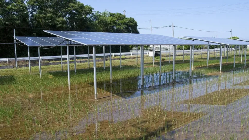 Solar panels raised over paddy fields at a solar sharing plant