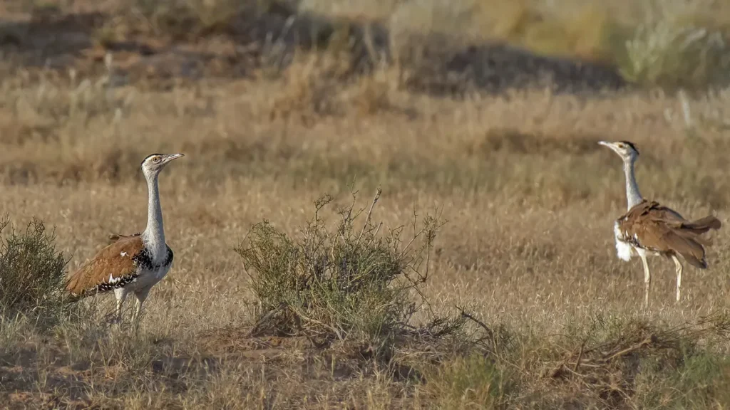 Two Great Indian Bustards in grassland, Desert National Park