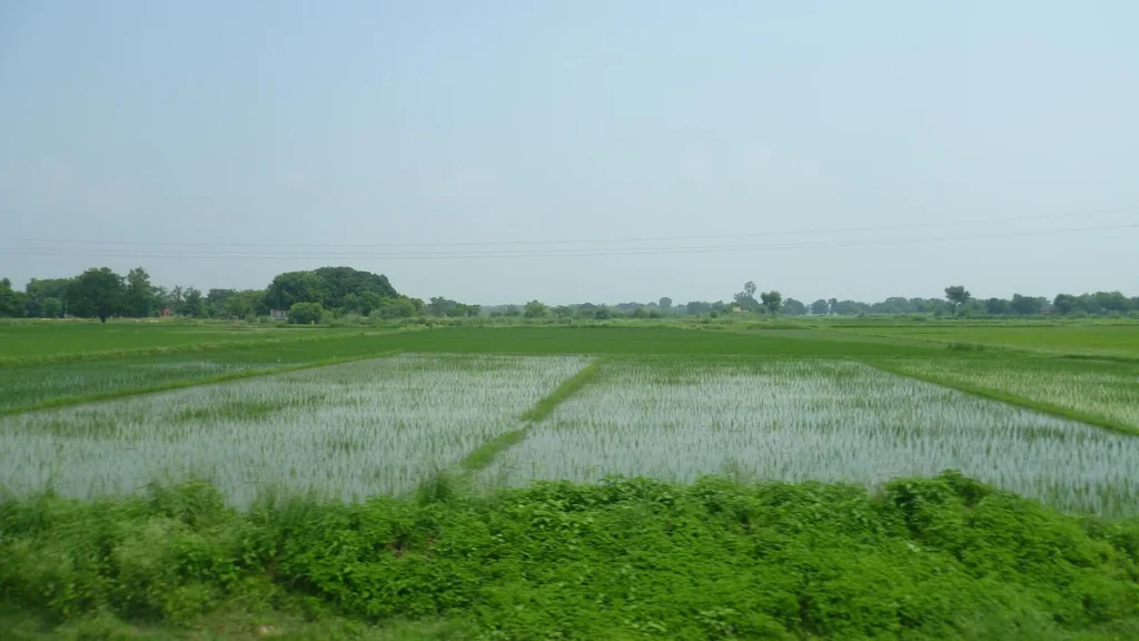 Flooded paddy fields with a tree line in Uttar Pradesh