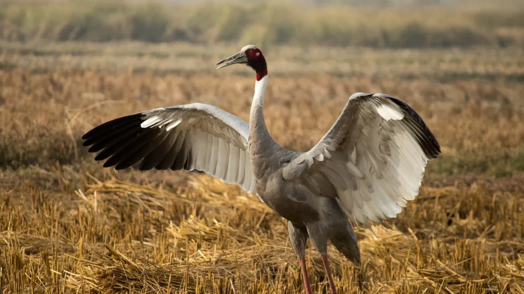 Sarus crane spreading its wings in a wetland in western Uttar Pradesh