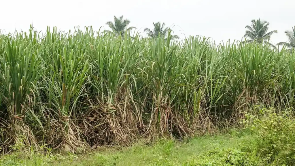 A tall green sugarcane field