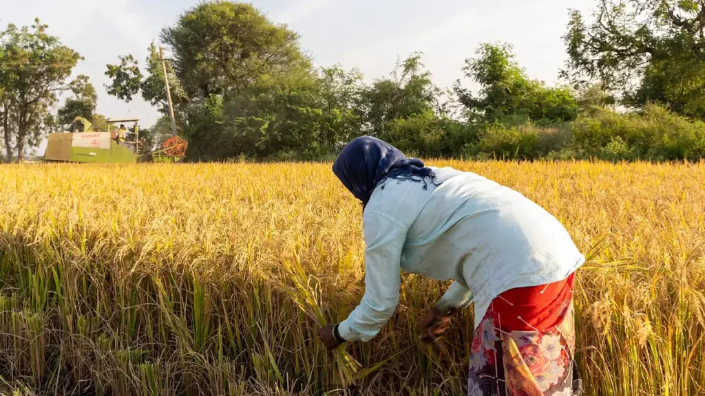 A woman farmer harvesting rice by hand in Raichur district, Karnataka