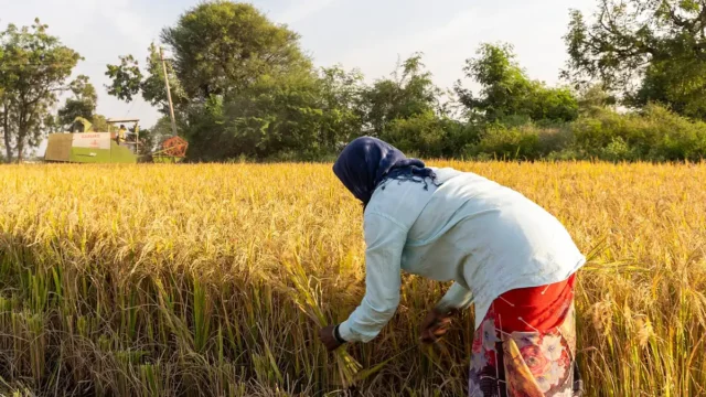 A woman farmer harvesting rice by hand in Raichur district, Karnataka