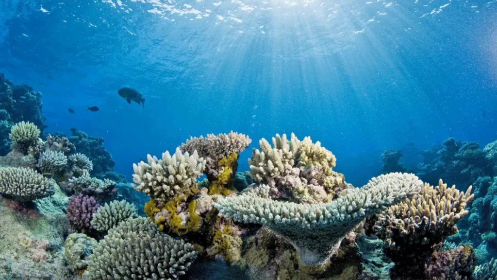 A coral reef with healthy corals and some corals showing signs of bleaching