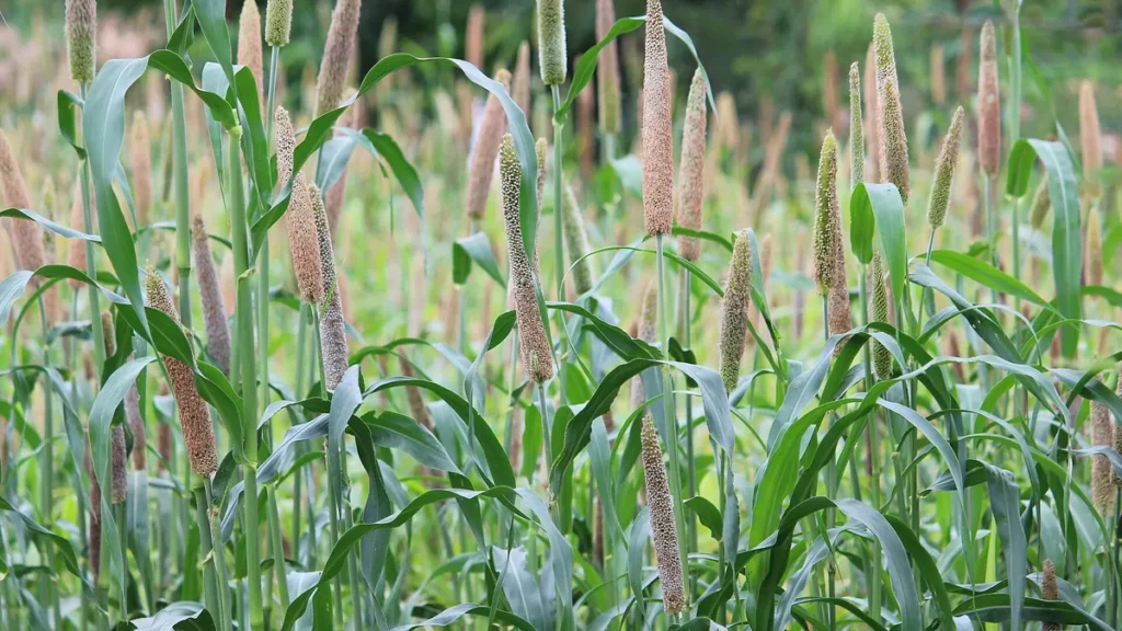 A pearl millet (bajra) field with ripening ears