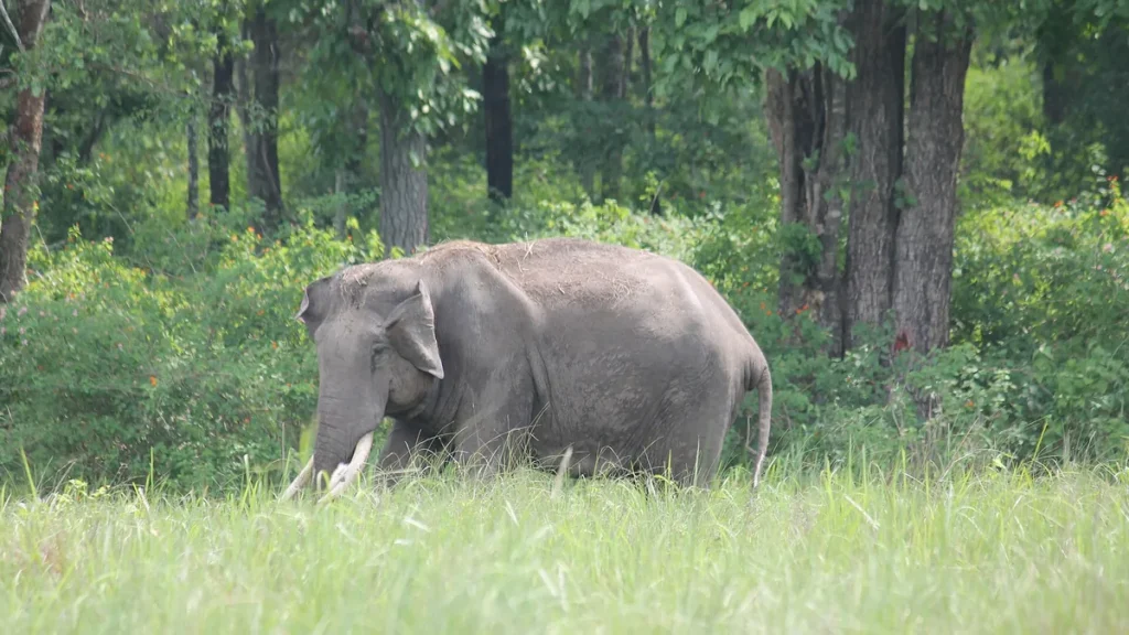 A wild elephant near Naikkatty in Wayanad, Kerala