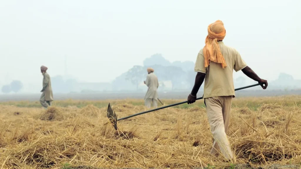 A farmer preparing to burn rice crop residue in a harvested field in Punjab