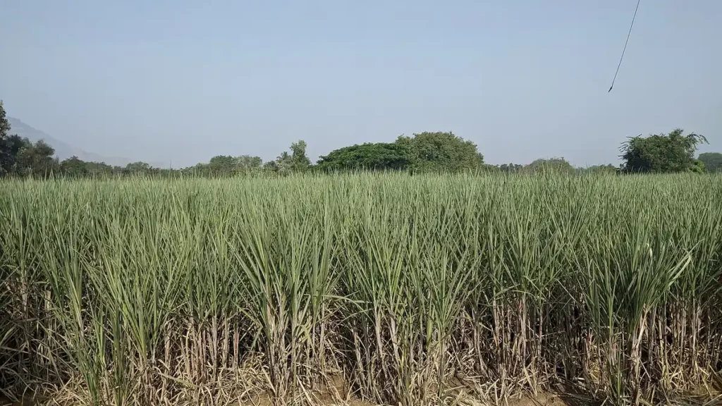 A sugarcane farm in Satara, Maharashtra; sugarcane is a key raw material for ethanol