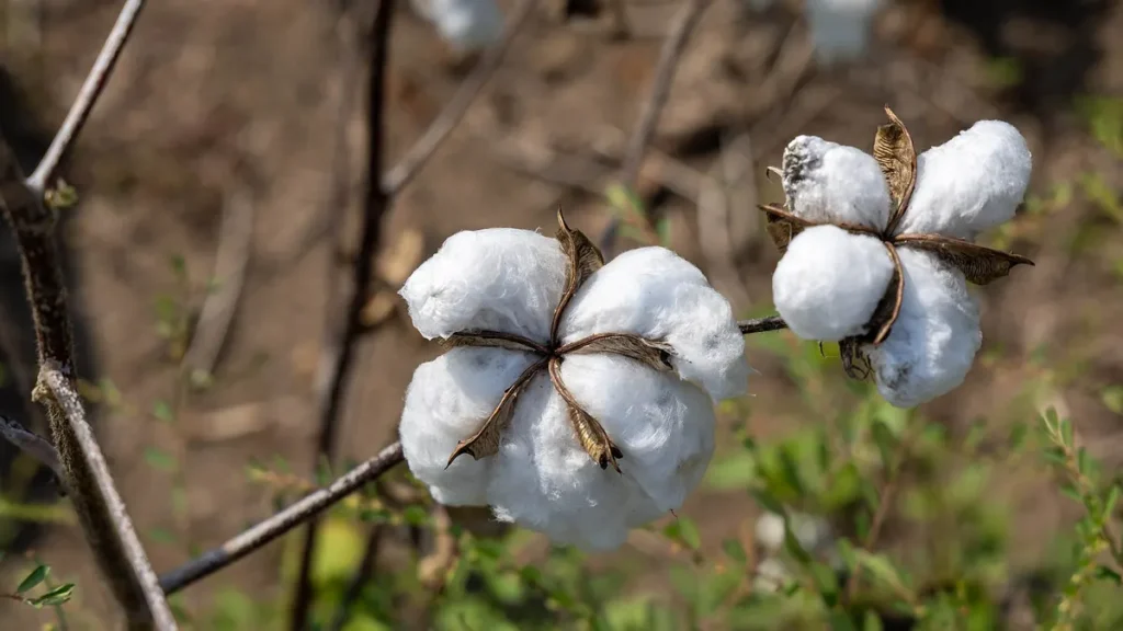 Mature cotton bolls on a plant in Raichur, Karnataka