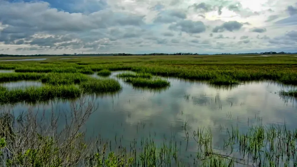 A coastal salt marsh with tidal pools and marsh grass