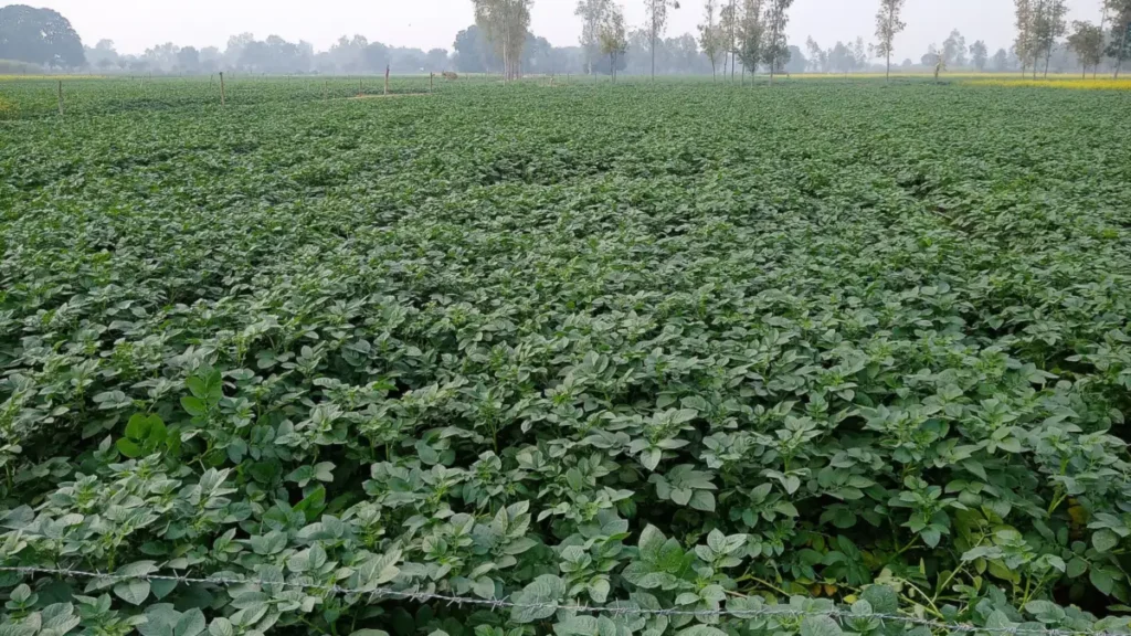 A potato field in India