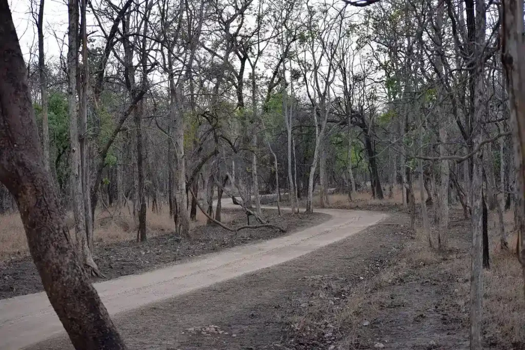 A road through Pench forest; NH44 near Pench has India's best-known animal underpasses