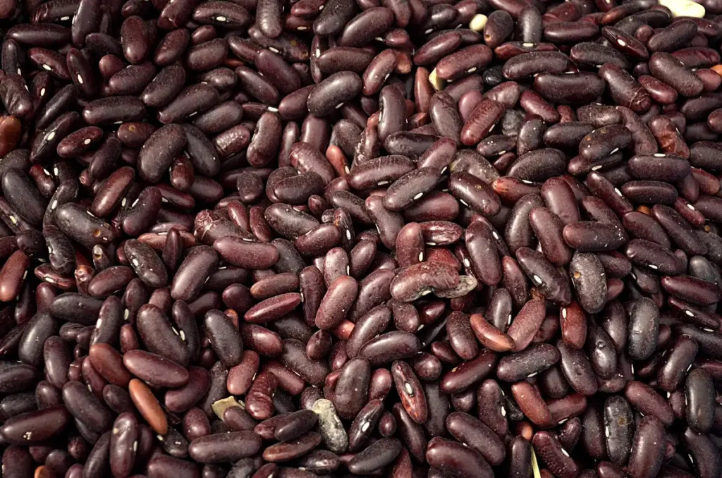 Rajma seeds; commercial use of such biological resources triggers access and benefit-sharing