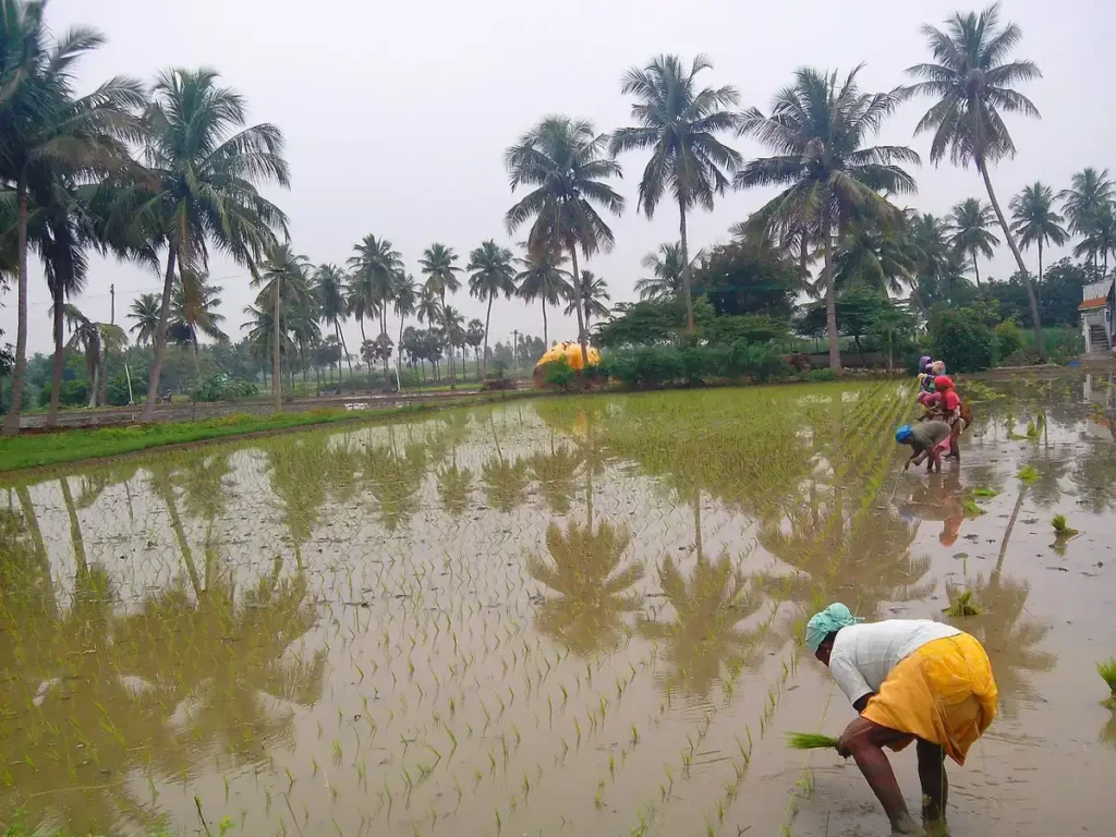 Farmers transplanting paddy in Tamil Nadu