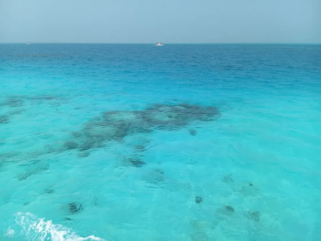 Coral Reef Under the Ocean
