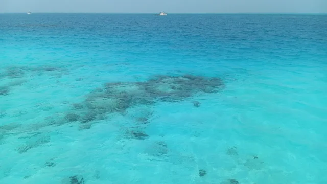 Coral Reef Under the Ocean