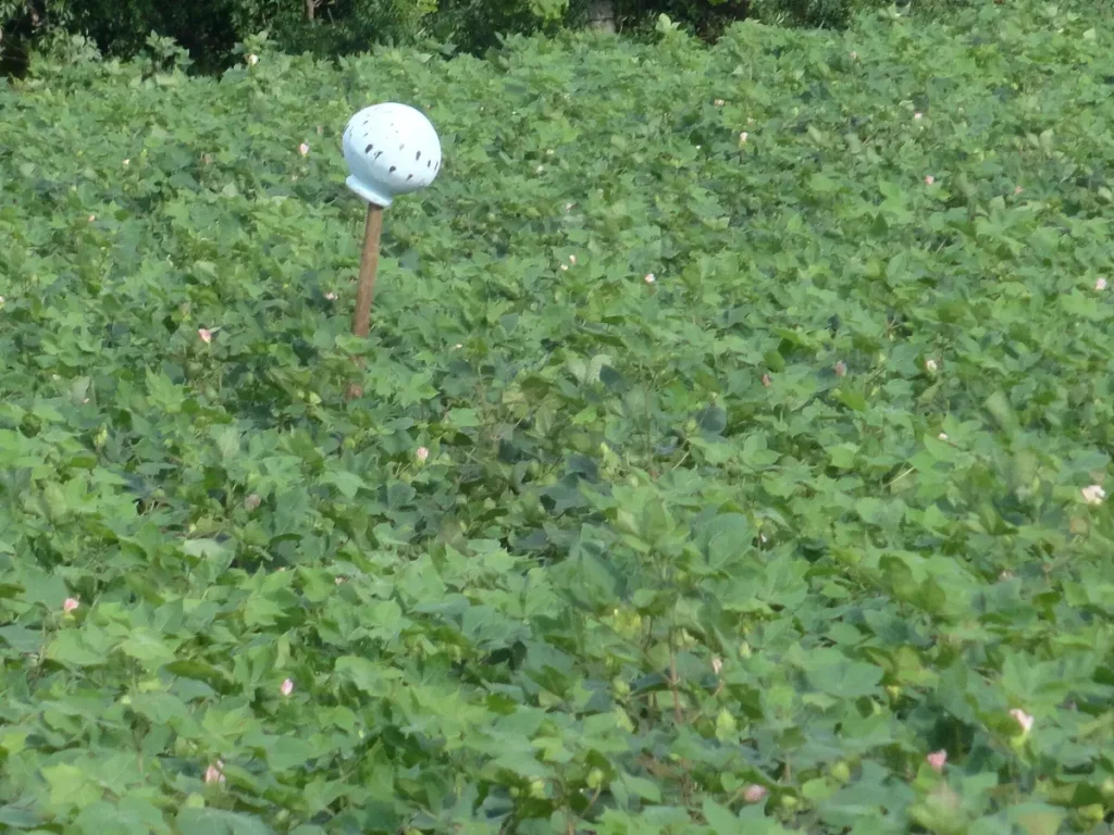 Cotton crop in the field