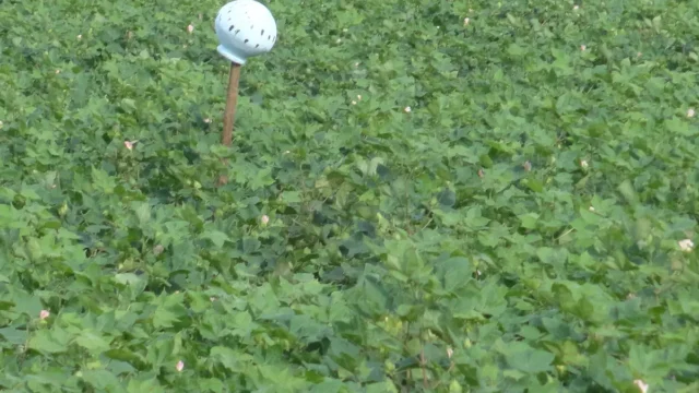 Cotton crop in the field