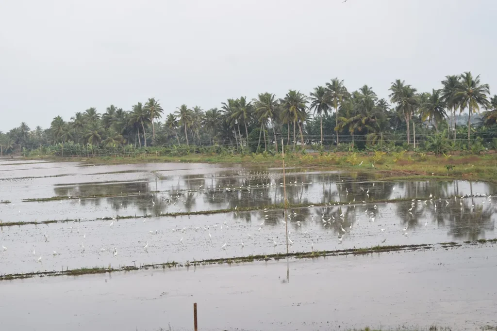 Paddy fields in Kerala and cranes