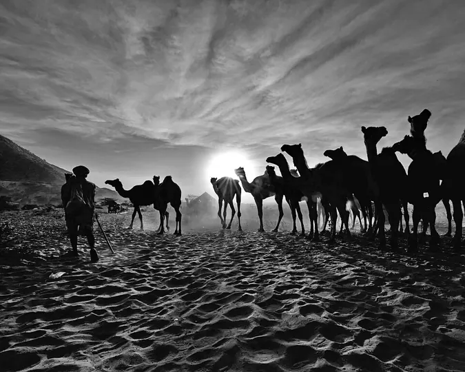 Camels on the Pushkar fair ground, Rajasthan