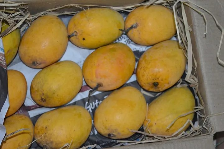 Alphonso mangoes, Konkan, Maharashtra