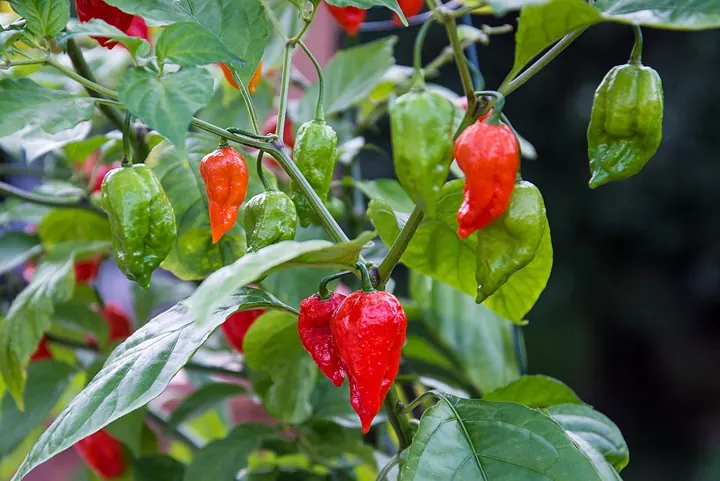 Naga king chilli (bhut jolokia)