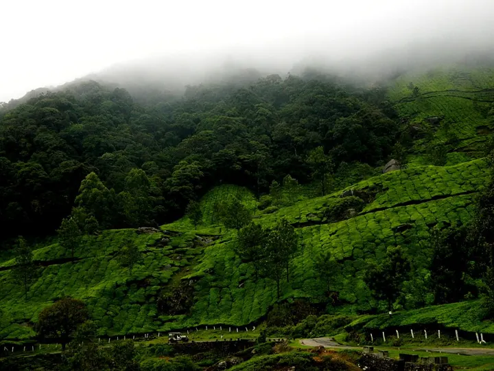 Forest and tea gardens on the Western Ghats near Munnar, Kerala