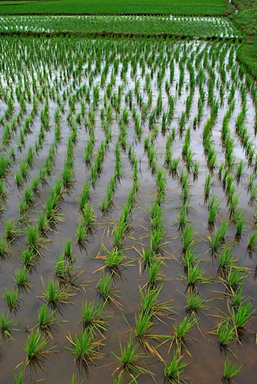 Transplanted paddy near Visakhapatnam, Andhra Pradesh. Rice is the main kharif crop