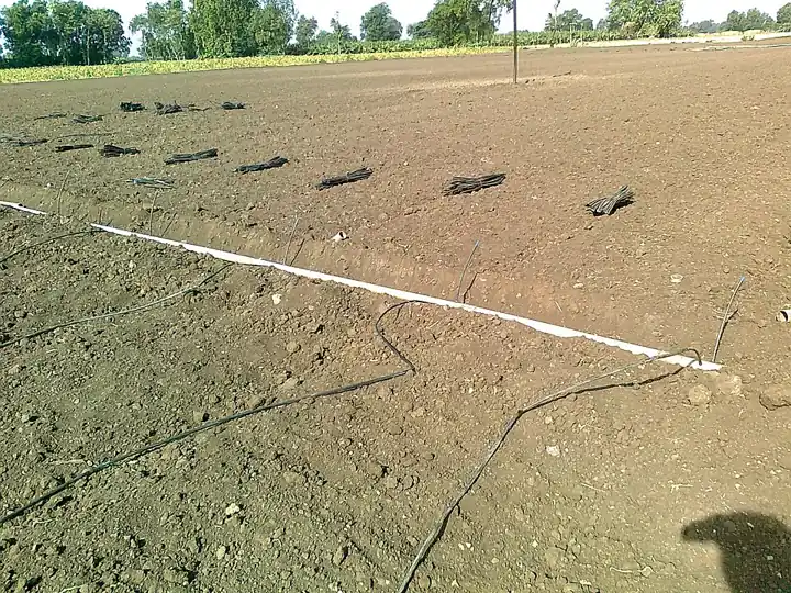 Drip lines laid for a banana plantation, Chinawal, Maharashtra