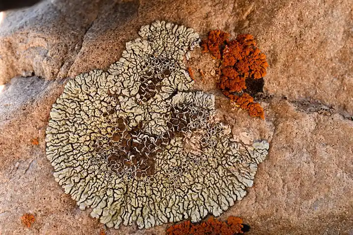 Lichen on rock in Spiti, Himachal Pradesh: a fungus – alga partnership and an air-quality indicator