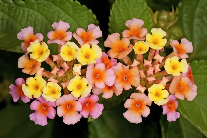 Lantana camara, one of India's most widespread invasive alien shrubs