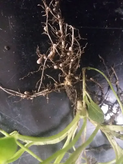 Root nodules on clover: Rhizobium bacteria inside them fix atmospheric nitrogen