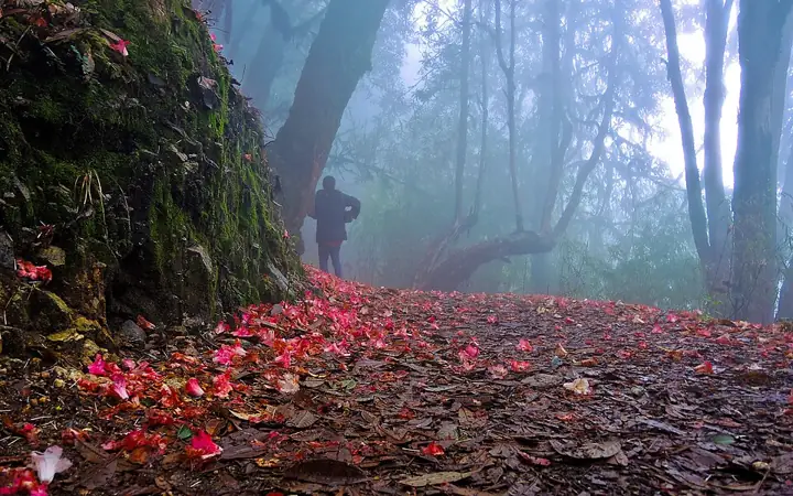 Temperate rhododendron forest, Barsey Rhododendron Sanctuary, Sikkim