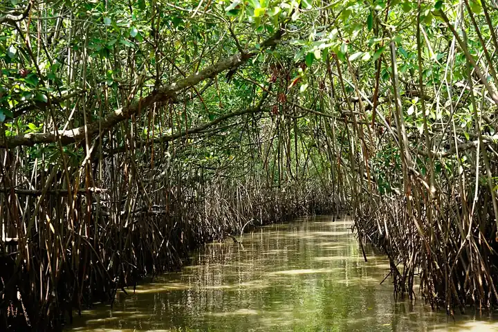 Prop-rooted mangroves at Pichavaram, Tamil Nadu