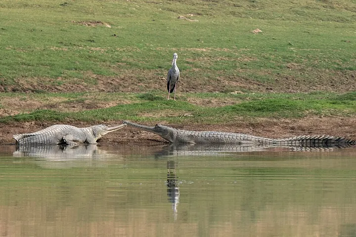 Gharials basking on a riverbank; their narrow snout suits a diet of fish